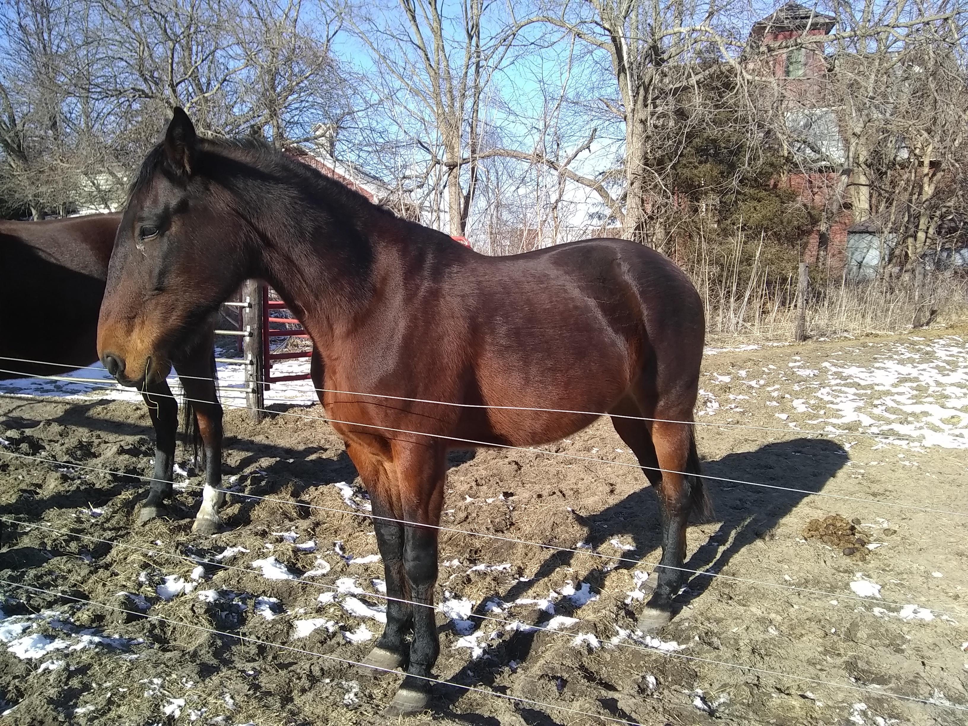 Enlarge Misty, a Adopted Standardbred in Cedar Rapids, IA image 1/5