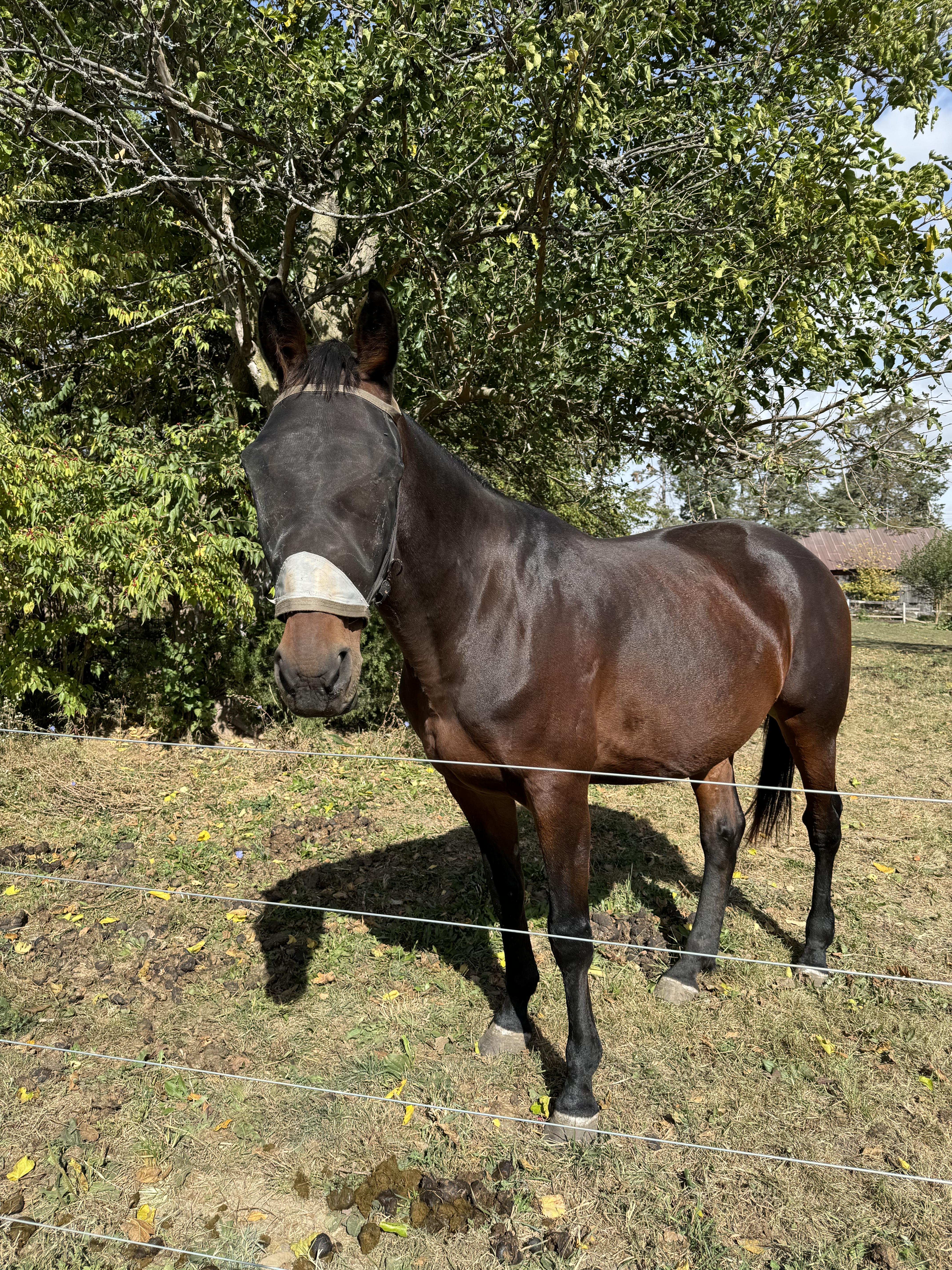 Enlarge Misty, a Adopted Standardbred in Cedar Rapids, IA image 2/5