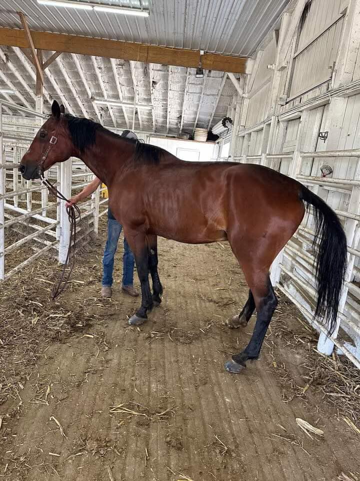 Enlarge Misty, a Adopted Standardbred in Cedar Rapids, IA image 3/5
