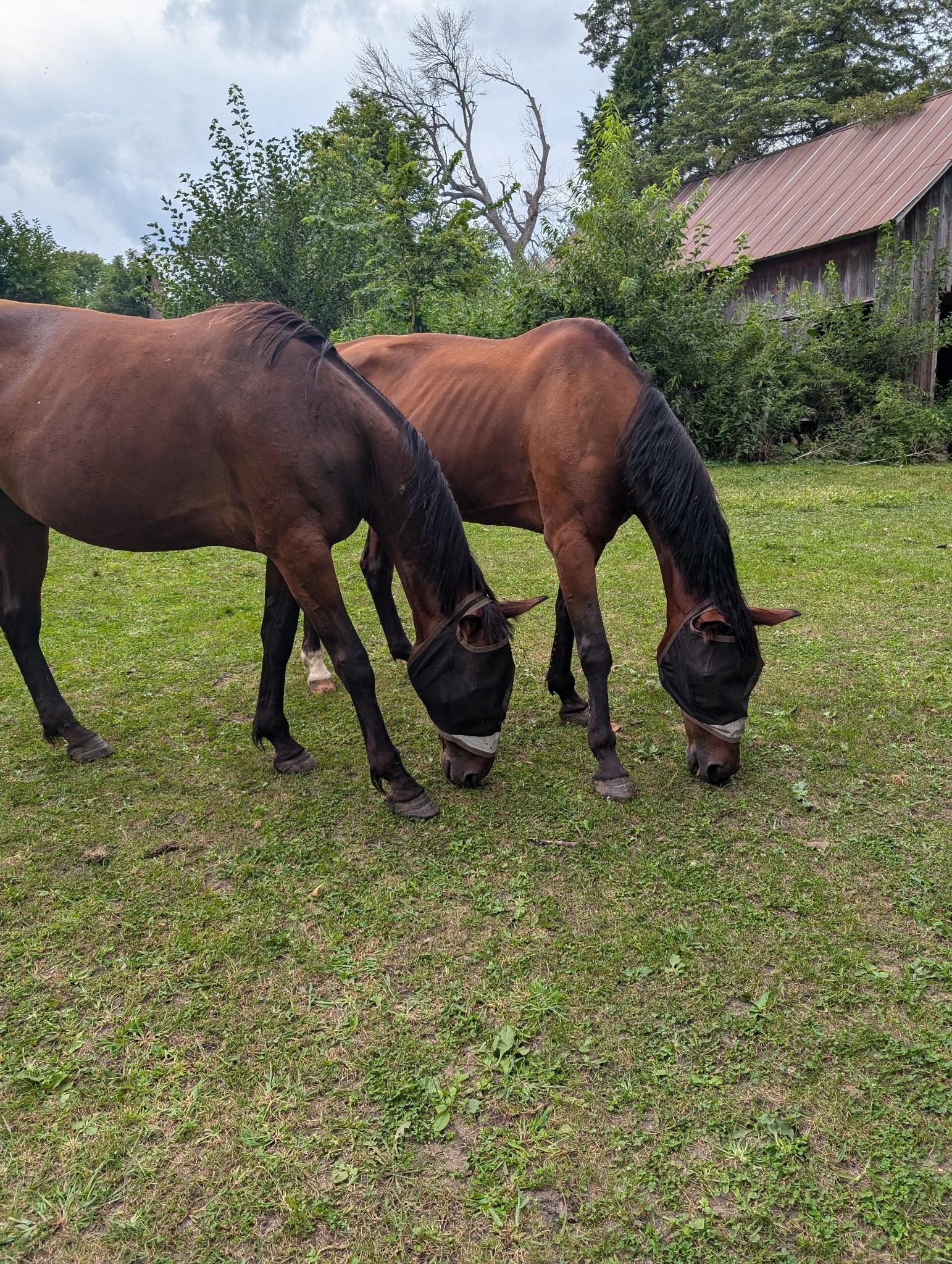 Enlarge Misty, a Adopted Standardbred in Cedar Rapids, IA image 4/5