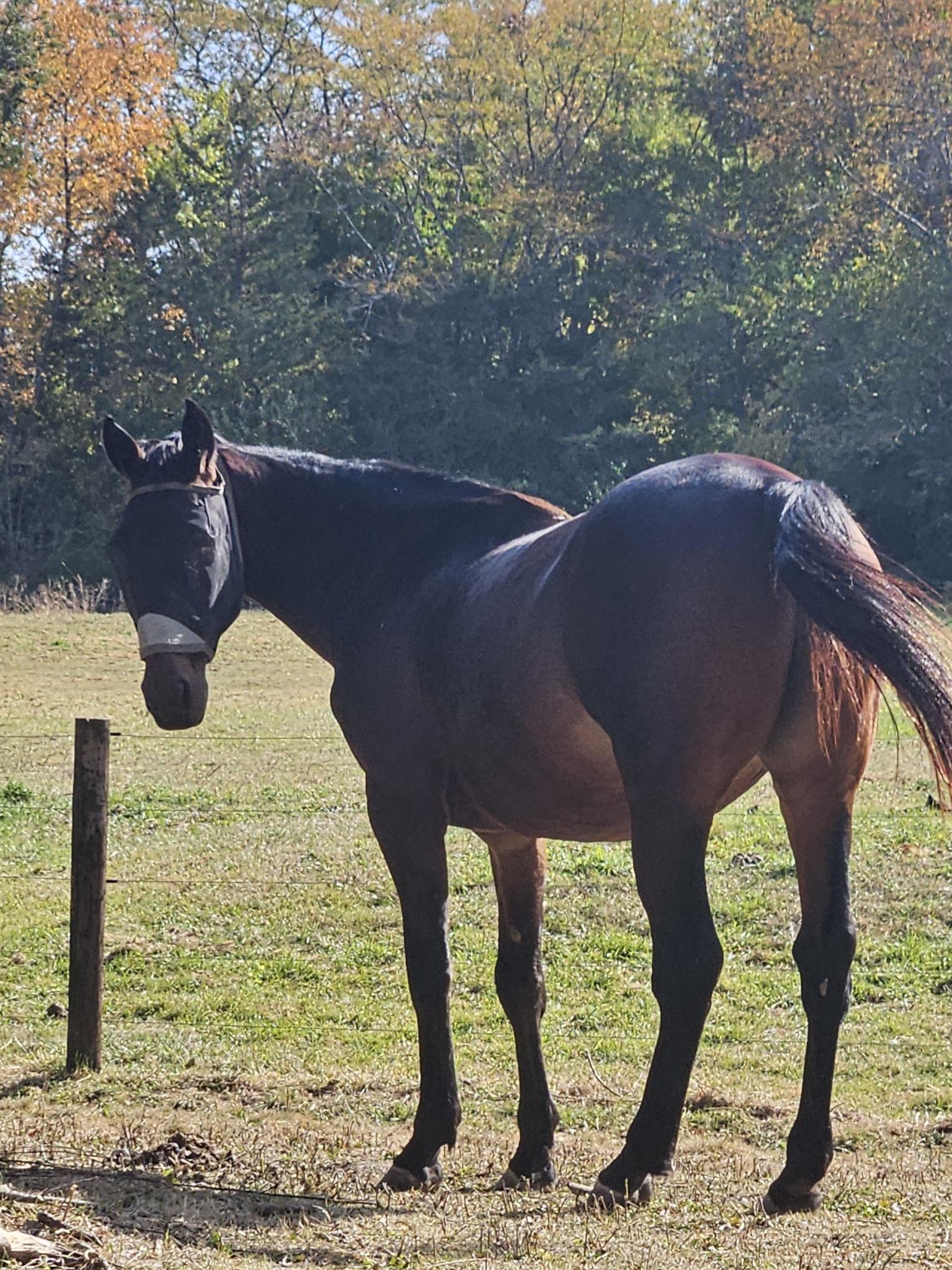 Enlarge Misty, a Adopted Standardbred in Cedar Rapids, IA image 5/5