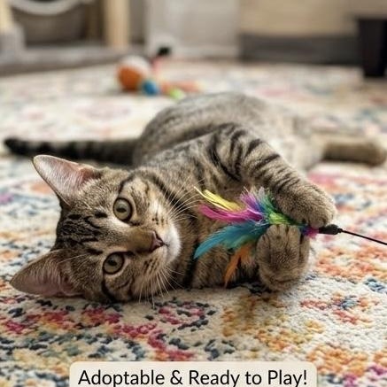 Valentina Mittens (polydactyl), Adopted, Kitten Female Domestic Short Hair.