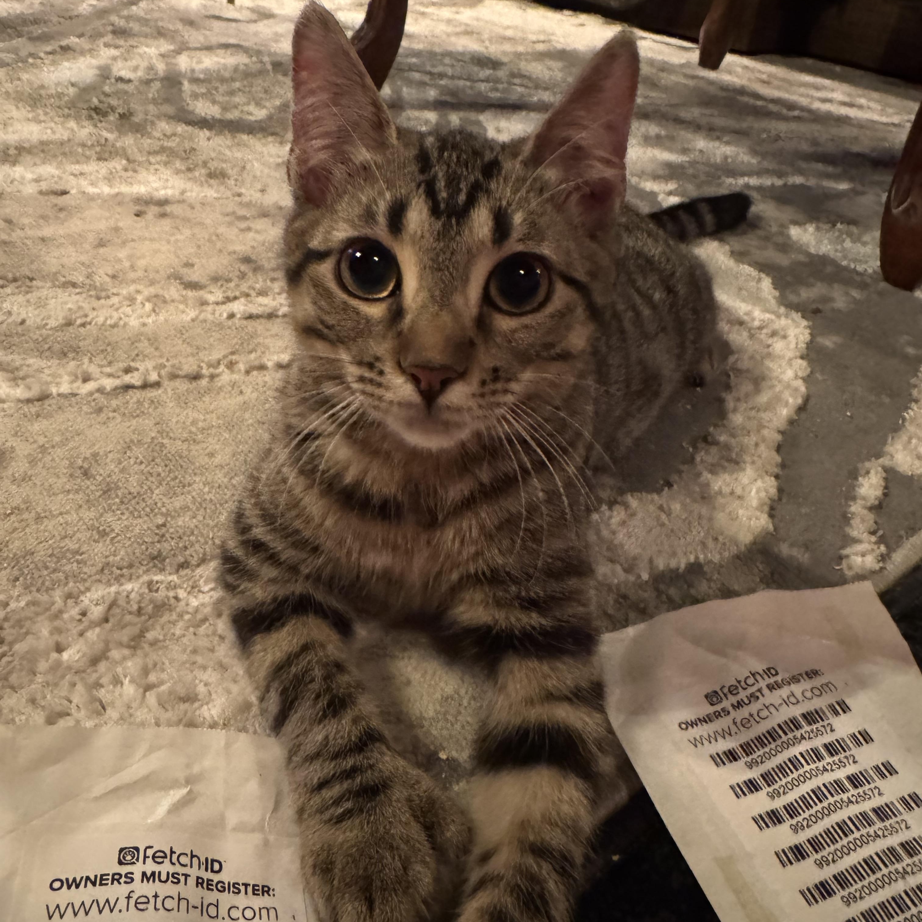 Enlarge Valentina Mittens (polydactyl), a Adopted Domestic Short Hair in Lees Summit, MO image 3/5
