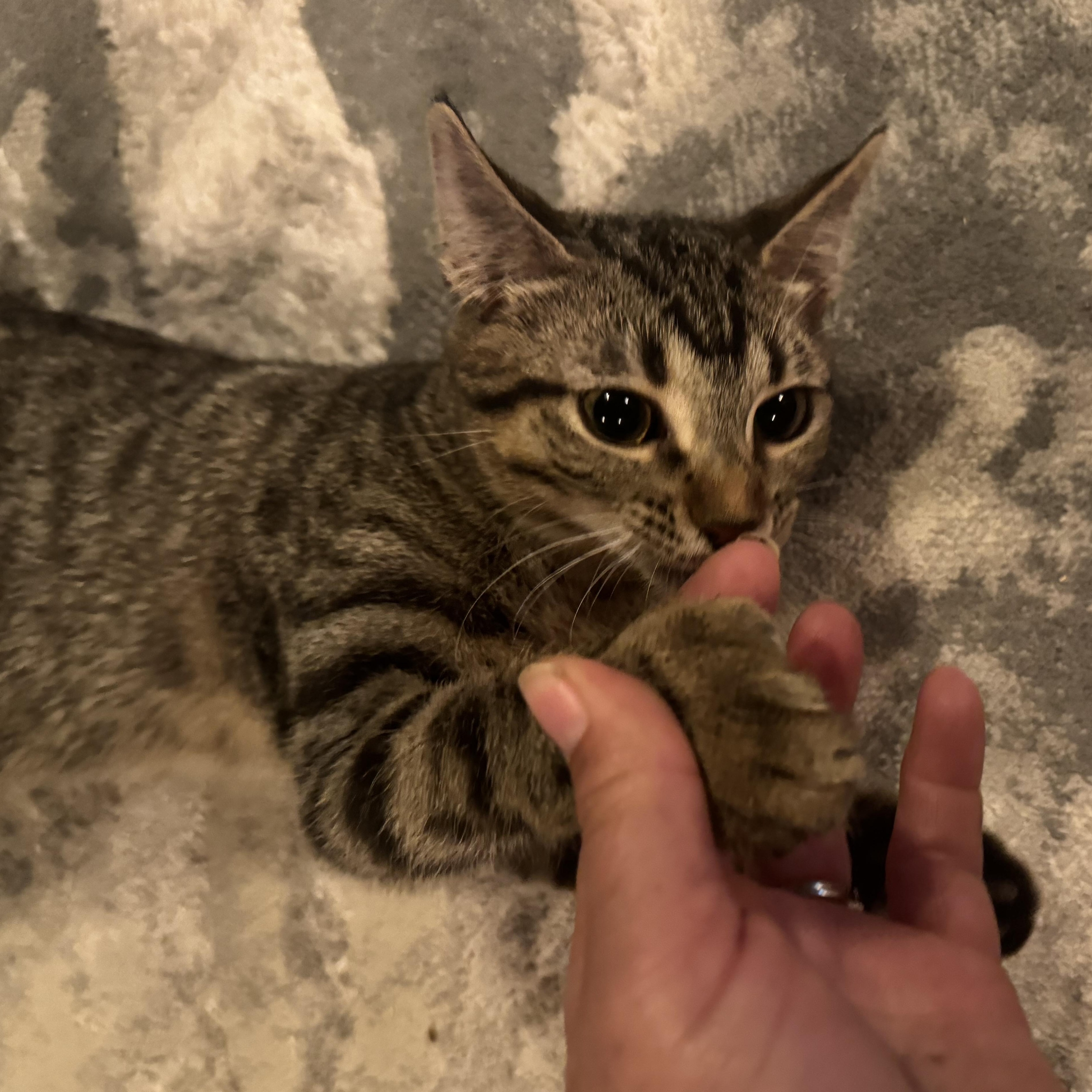 Enlarge Valentina Mittens (polydactyl), a Adopted Domestic Short Hair in Lees Summit, MO image 5/5