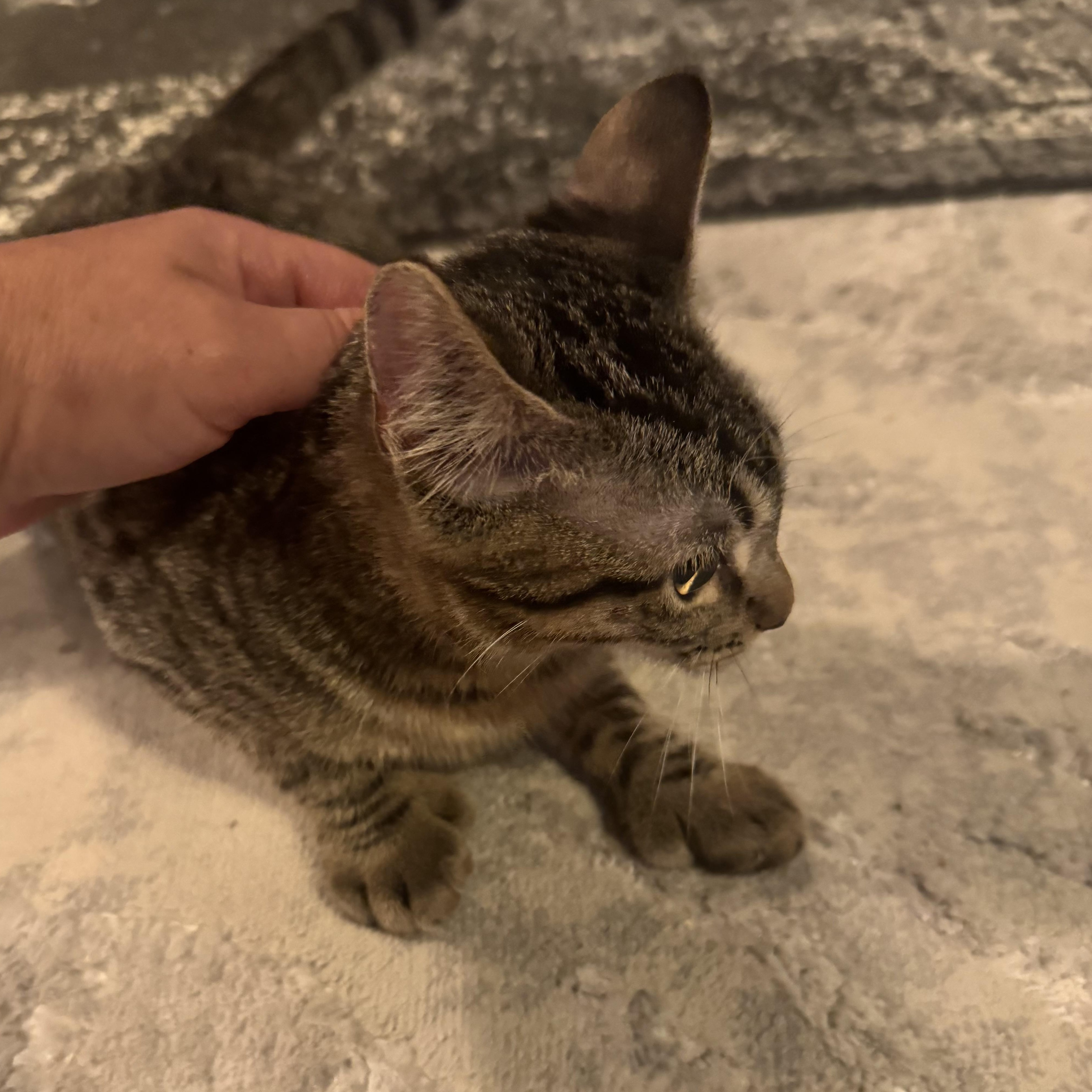 Enlarge Valentina Mittens (polydactyl), a Adopted Domestic Short Hair in Lees Summit, MO image 4/5