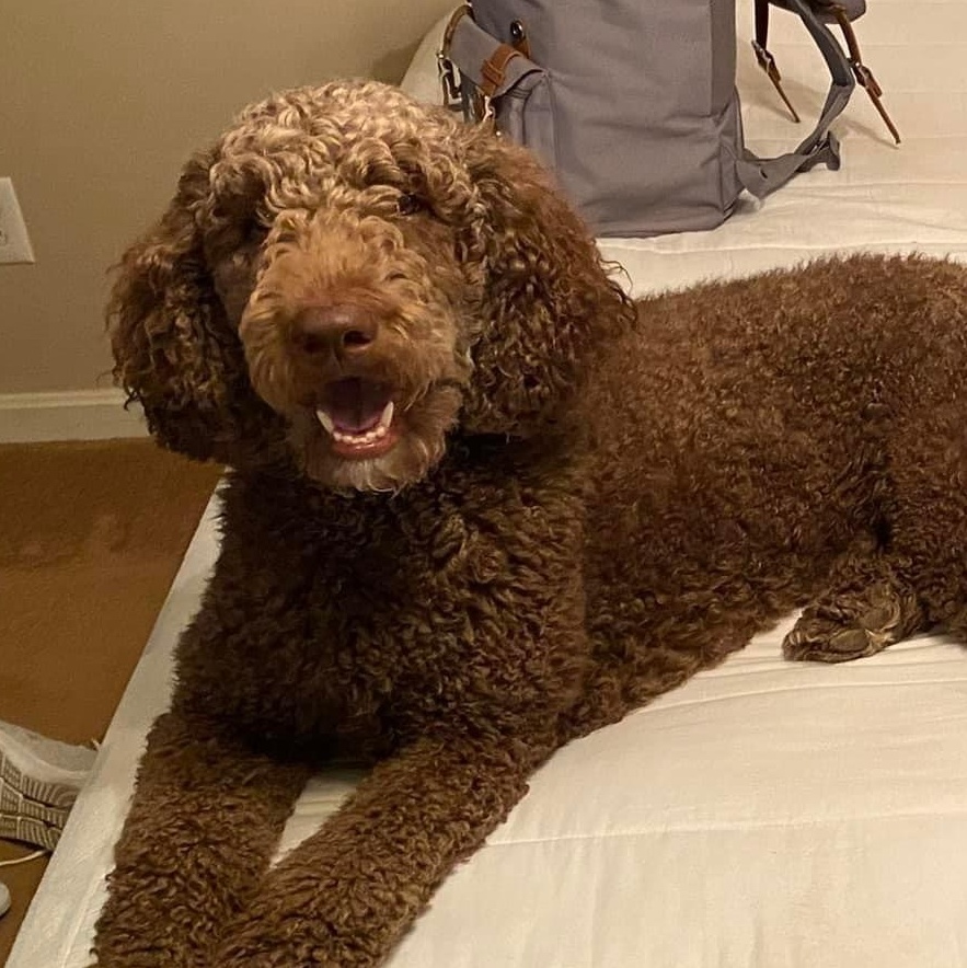 Scooby, Adopted, Adult Male Goldendoodle & Standard Poodle.