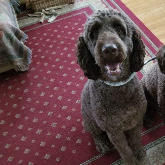 Scooby, a Adopted mixed breed in spring hill, FL image 2/6