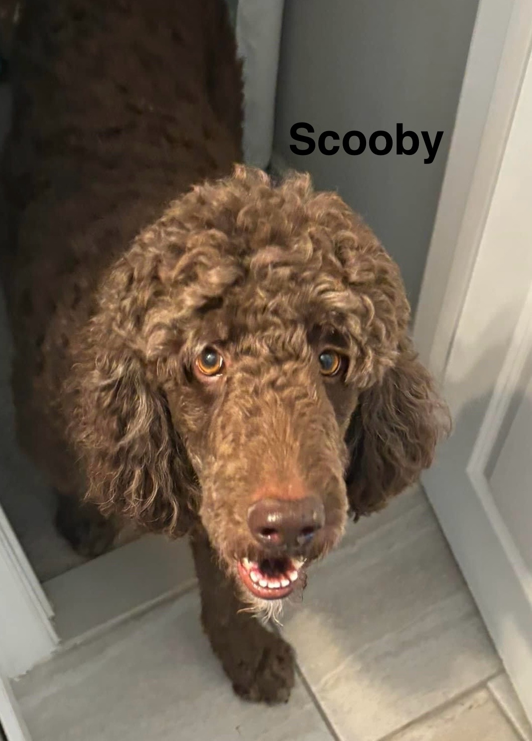 Scooby, a Adopted mixed breed in spring hill, FL image 4/6