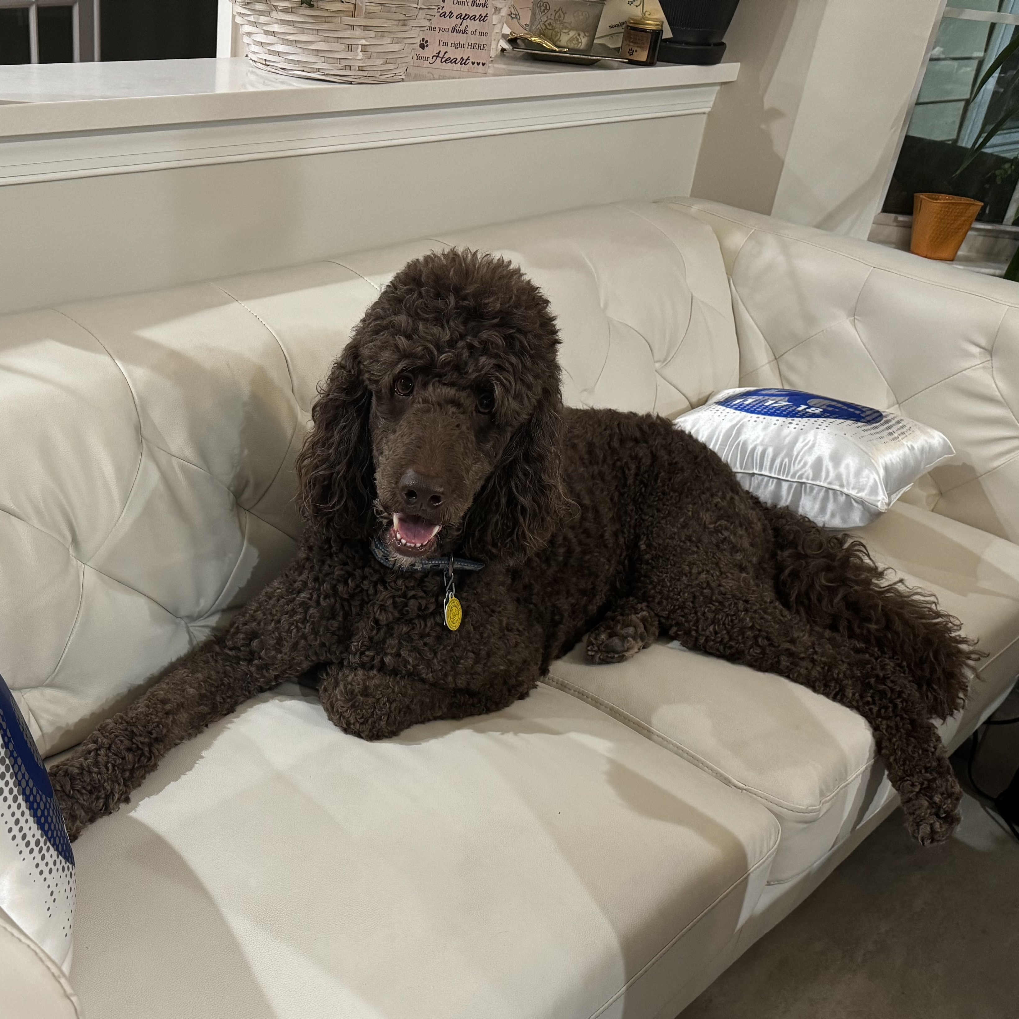 Scooby, a Adopted mixed breed in spring hill, FL image 5/6