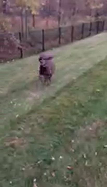 Enlarge Scooby, a Adopted mixed breed in spring hill, FL video 6/6