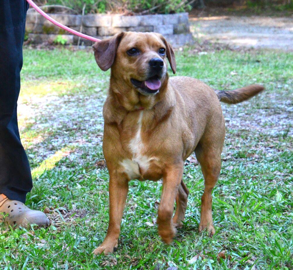 Lilly, Adoptable, Young Female Beagle & Labrador Retriever.
