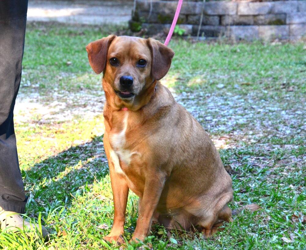 Enlarge Lilly, a Adoptable mixed breed in Willingboro, NJ image 2/6