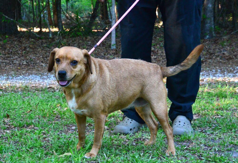 Enlarge Lilly, a Adoptable mixed breed in Willingboro, NJ image 3/6