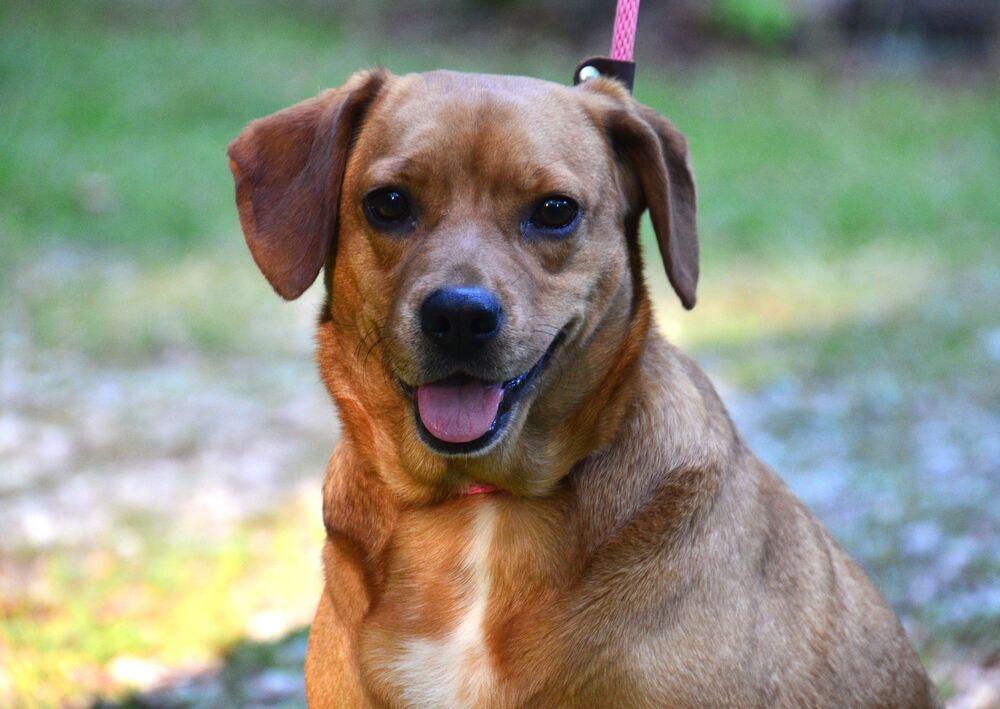 Enlarge Lilly, a Adoptable mixed breed in Willingboro, NJ image 4/6