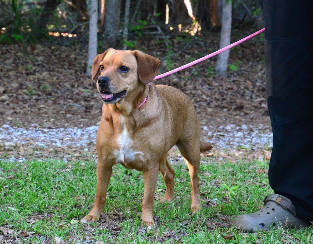 Enlarge Lilly, a Adoptable mixed breed in Willingboro, NJ image 5/6
