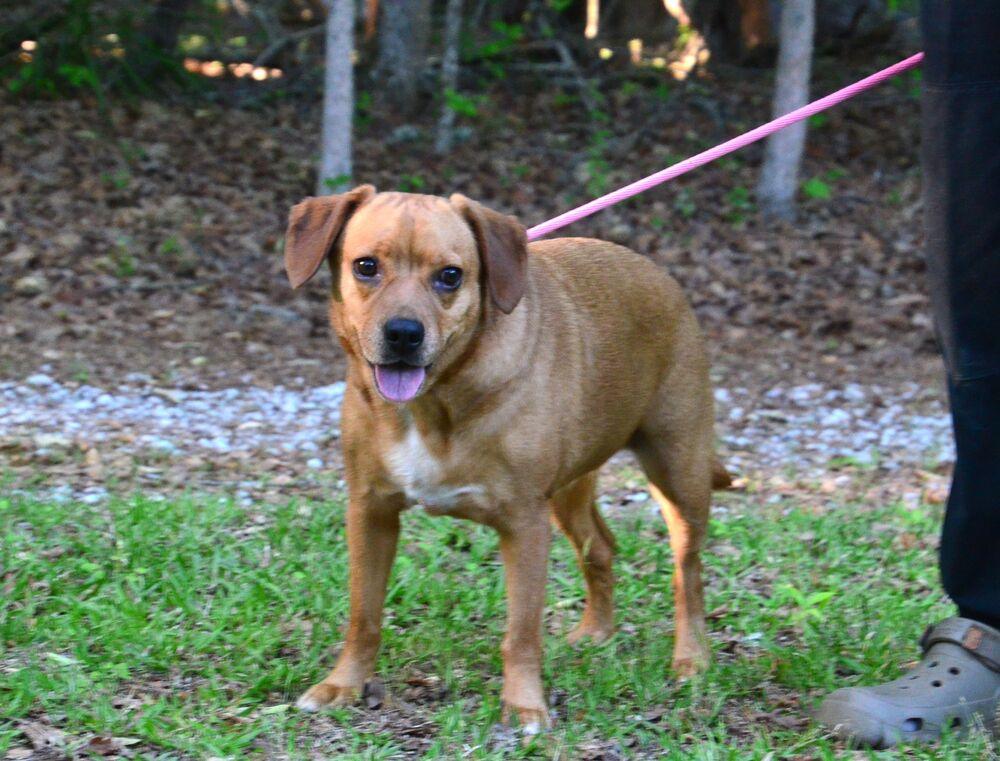 Enlarge Lilly, a Adoptable mixed breed in Willingboro, NJ image 6/6