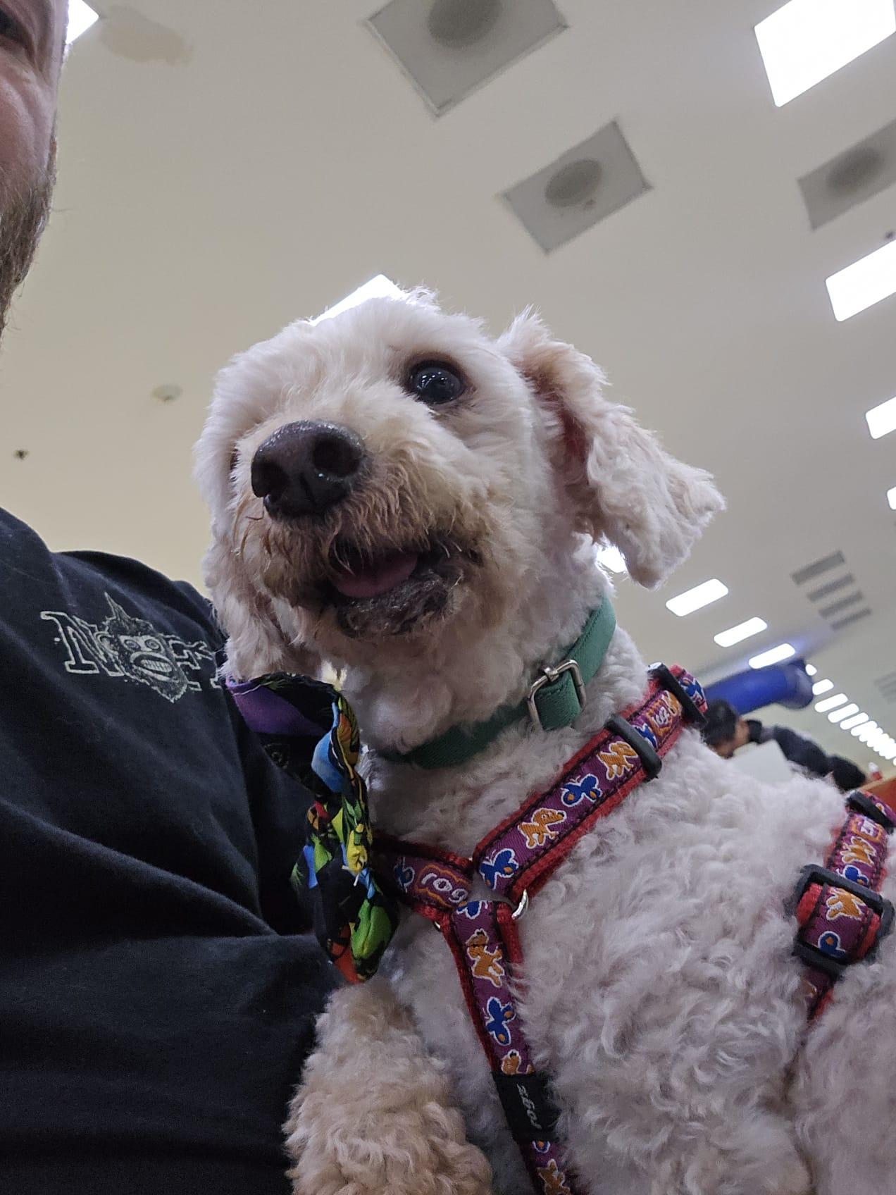 Enlarge Osito , a ADOPTABLE mixed breed in Victoria, BC image 2/6