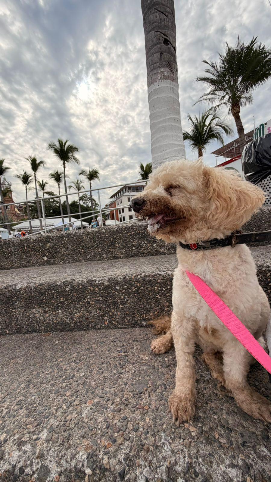 Enlarge Osito , a ADOPTABLE mixed breed in Victoria, BC image 5/6