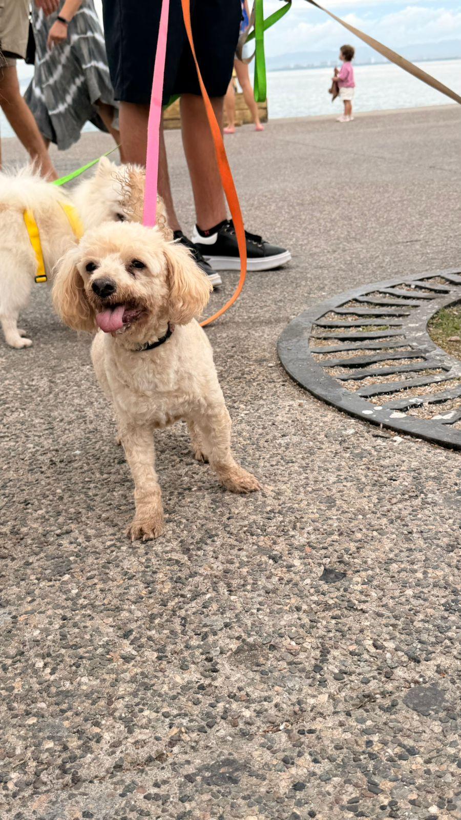 Enlarge Osito , a ADOPTABLE mixed breed in Victoria, BC image 6/6