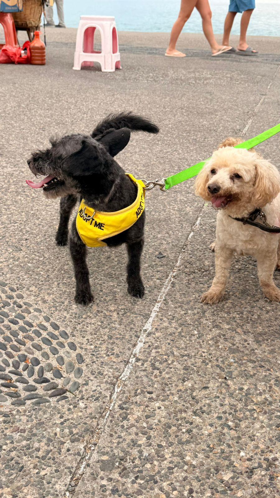 Enlarge Osito , a ADOPTABLE mixed breed in Victoria, BC image 4/6