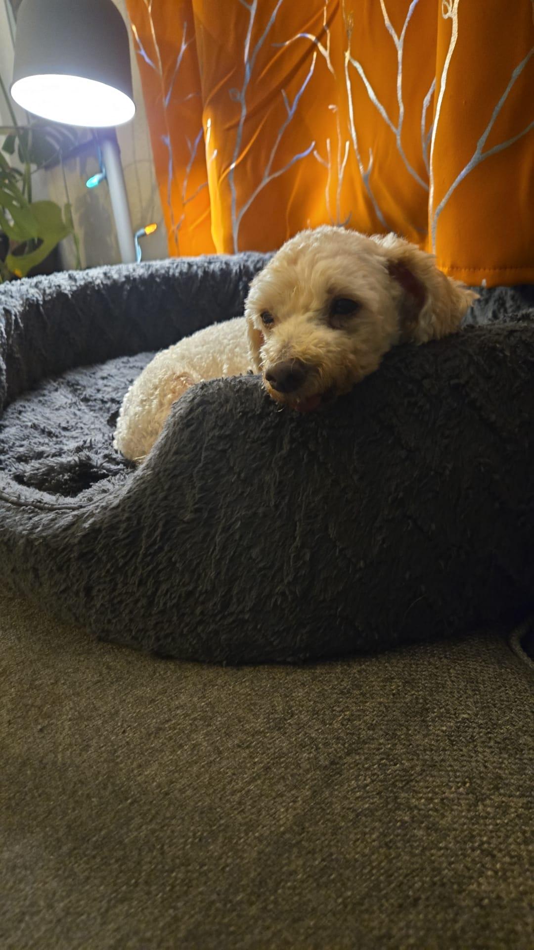 Osito , ADOPTABLE, Senior Male Miniature Poodle.