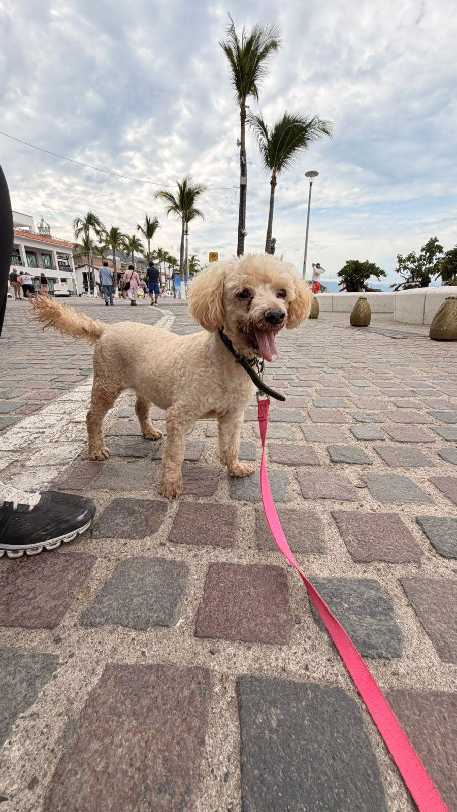 Enlarge Osito , a ADOPTABLE mixed breed in Victoria, BC image 3/6