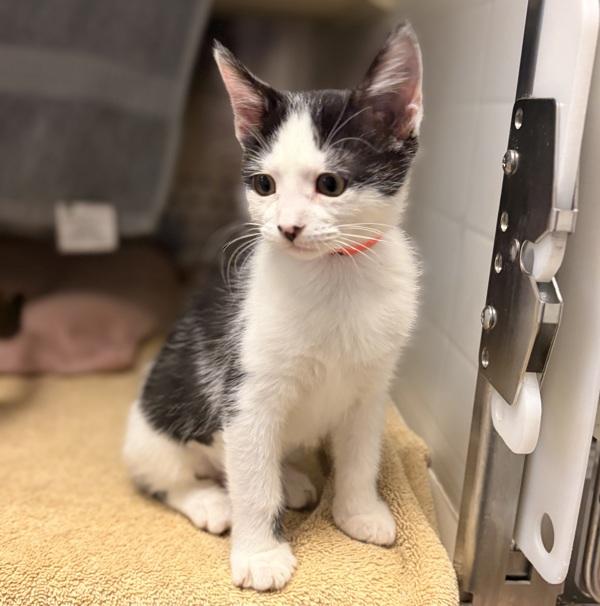 Georgia, Adoptable, Kitten Female Domestic Short Hair.