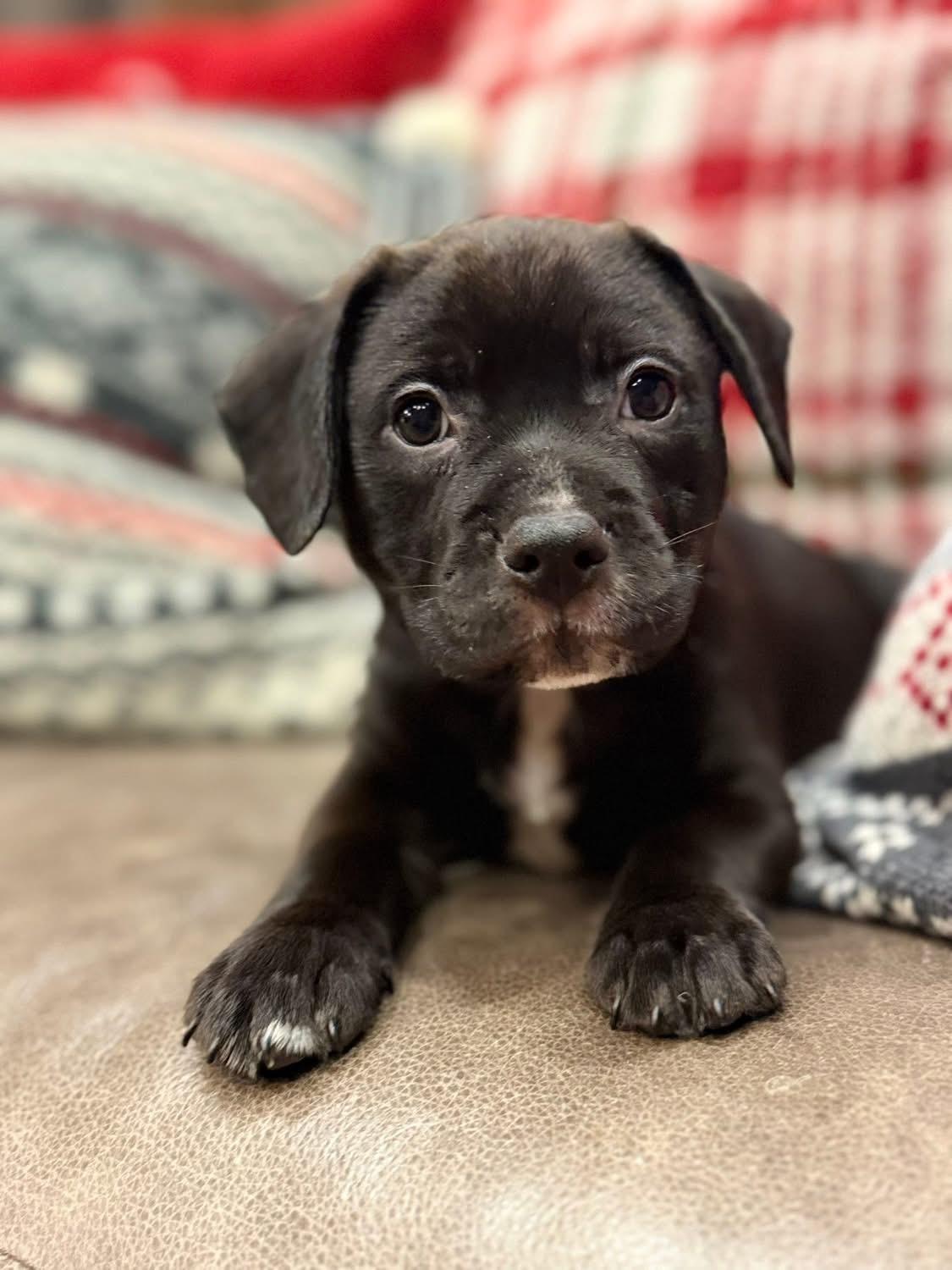 Enlarge Sox (Boston pup), an adopted mixed breed in Mount Juliet, TN image 2/3