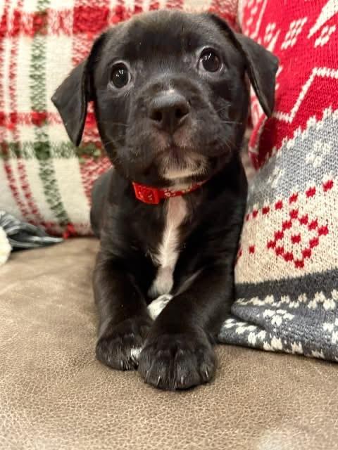Enlarge Sox (Boston pup), an adopted mixed breed in Mount Juliet, TN image 1/3
