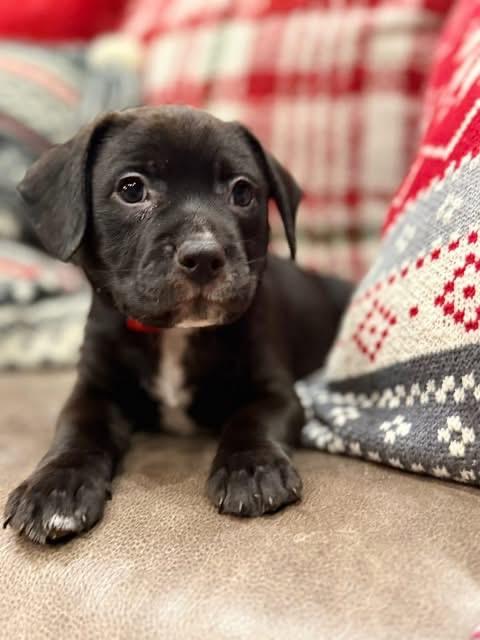 Enlarge Sox (Boston pup), an adopted mixed breed in Mount Juliet, TN image 3/3