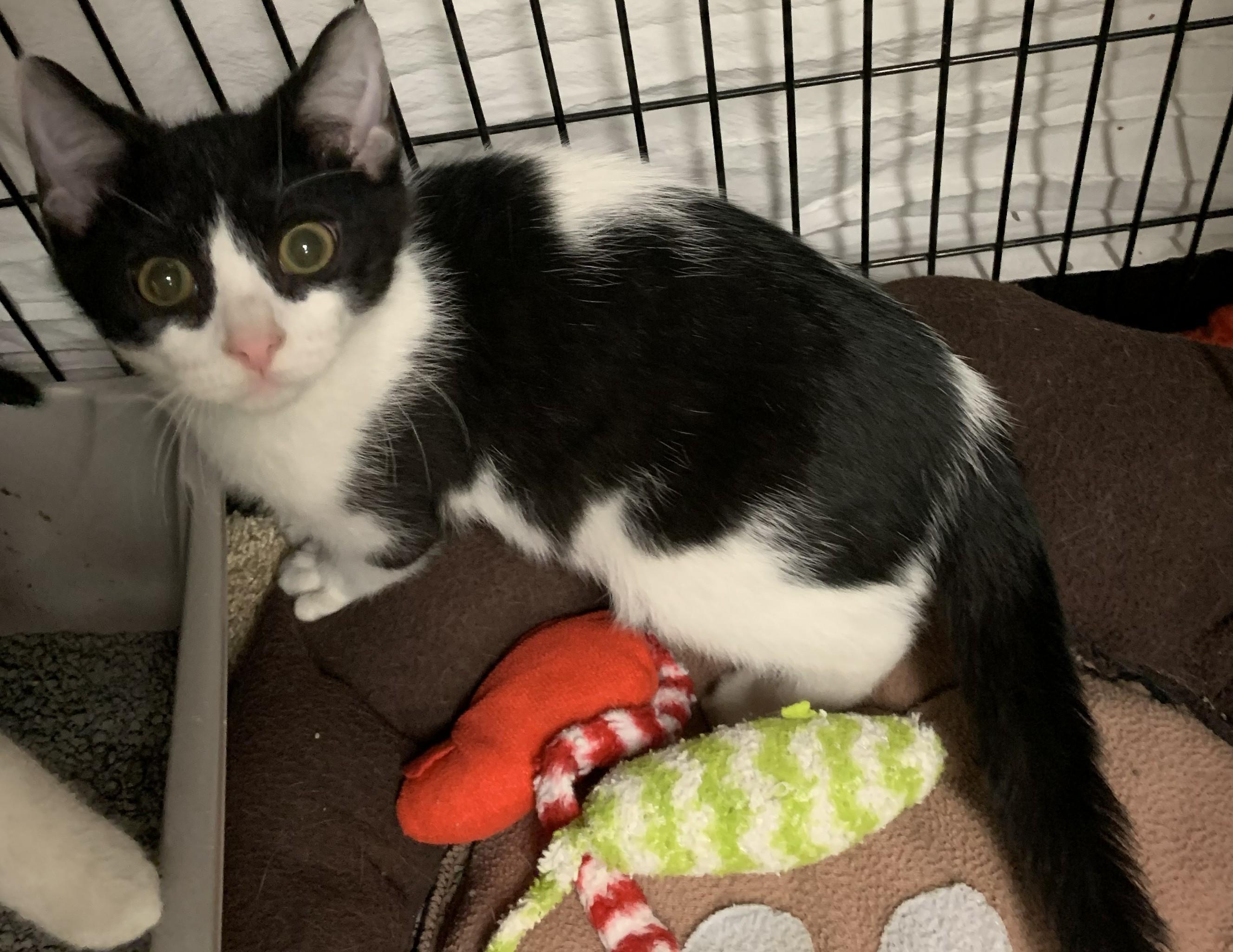 Izzie26, a ADOPTABLE Domestic Short Hair in Milwaukee, WI image 4/5