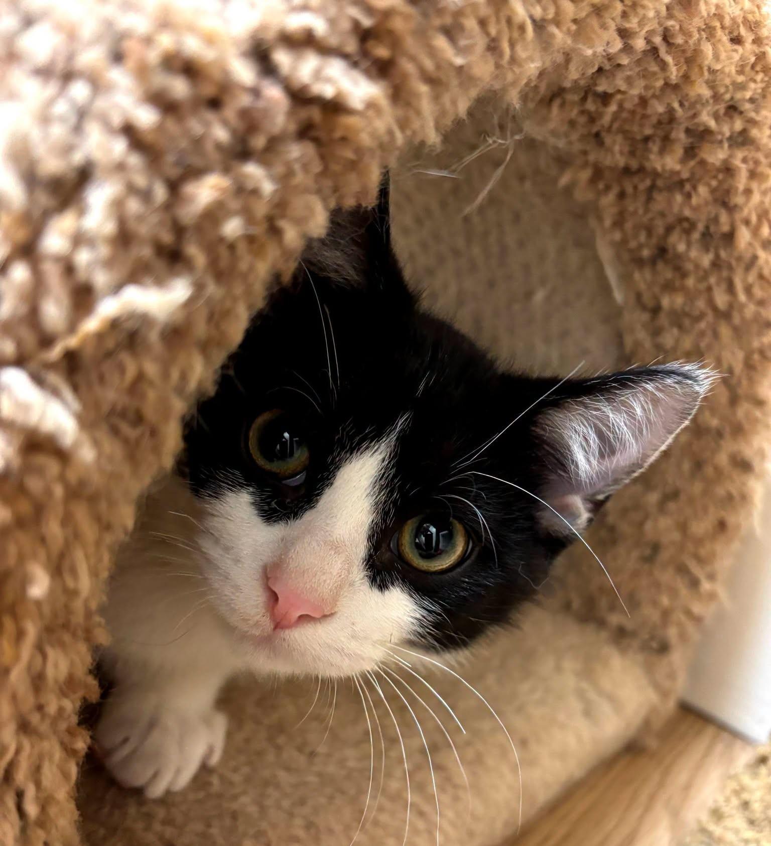 Izzie26, a ADOPTABLE Domestic Short Hair in Milwaukee, WI image 5/5