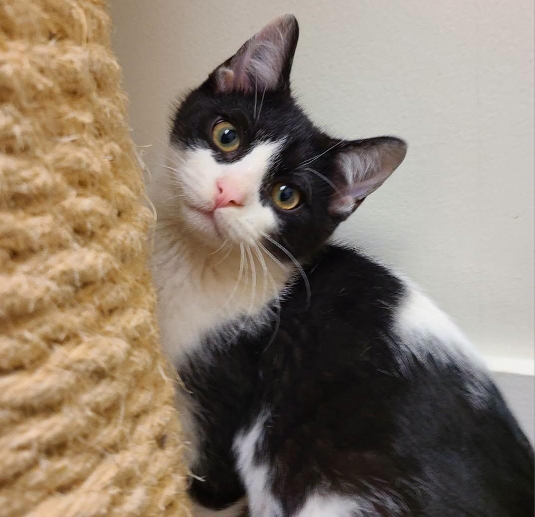 Izzie26, ADOPTABLE, Kitten Male Domestic Short Hair.