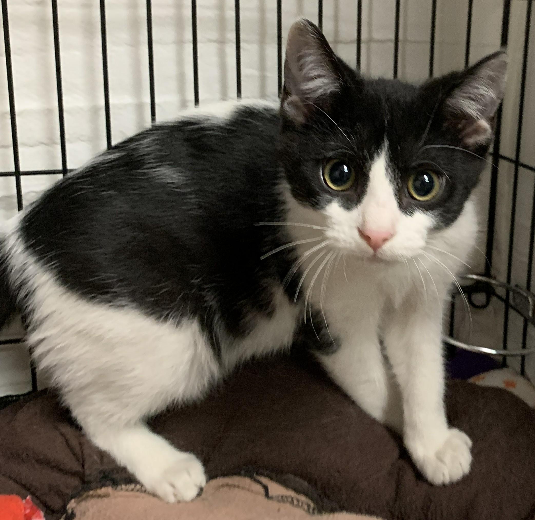 Izzie26, a ADOPTABLE Domestic Short Hair in Milwaukee, WI image 2/5