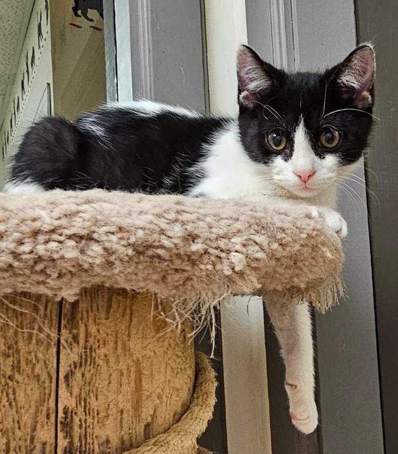 Izzie26, a ADOPTABLE Domestic Short Hair in Milwaukee, WI image 3/5