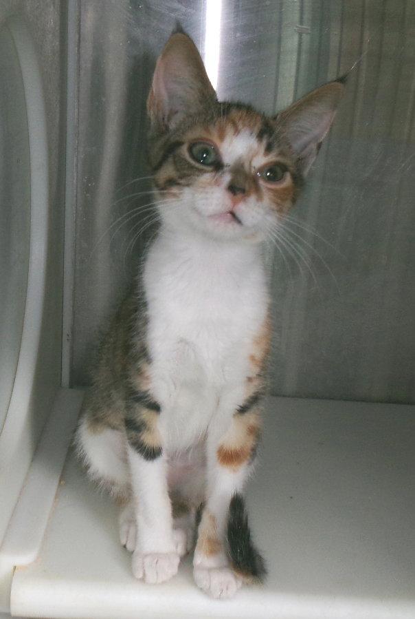 Enlarge Maria, a Adopted mixed breed in Carrollton, GA image 1/3
