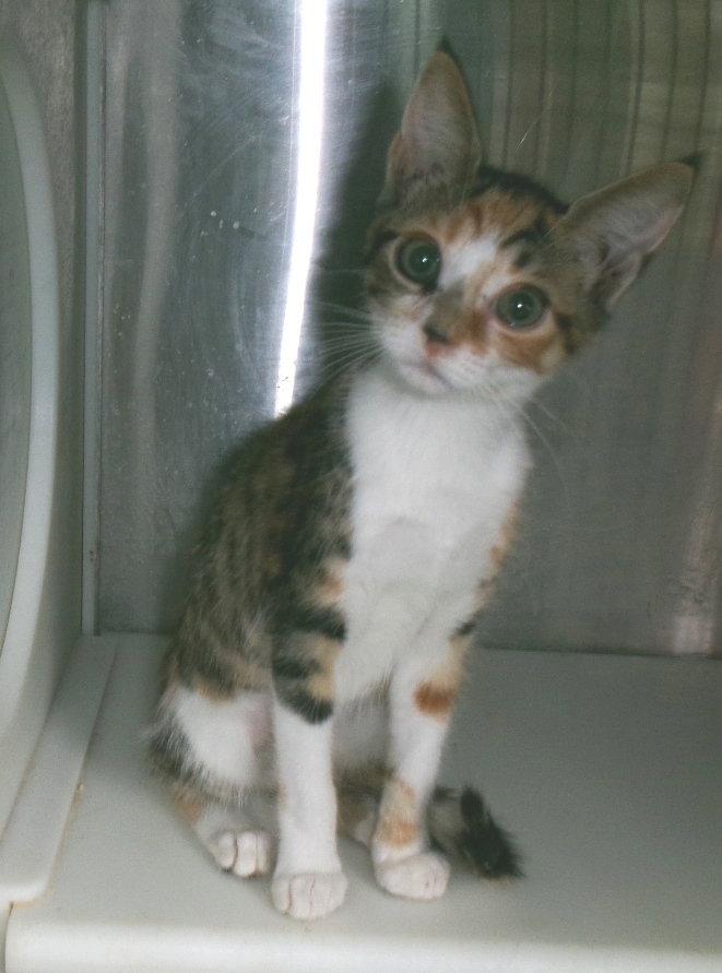 Enlarge Maria, a Adopted mixed breed in Carrollton, GA image 2/3