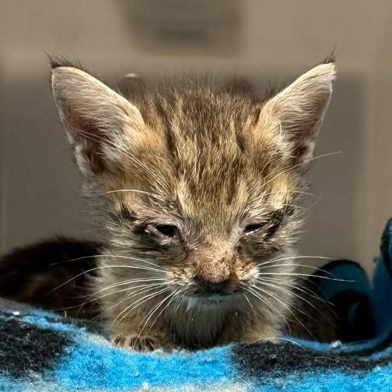 Abu 26-09-156, Adoptable, Kitten Male Domestic Short Hair.