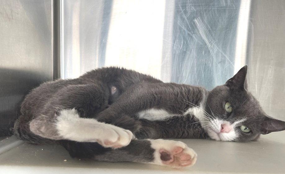 Enlarge Beverly, a Adopted Domestic Short Hair in Carrollton, GA image 2/3