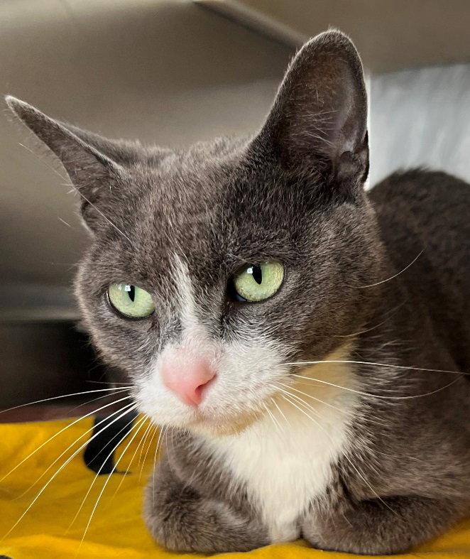 Enlarge Beverly, a Adopted Domestic Short Hair in Carrollton, GA image 3/3