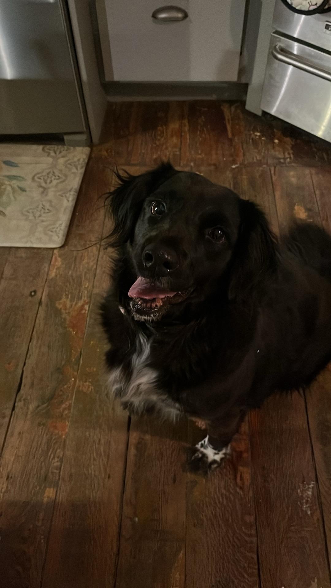 Enlarge Berta, an adopted mixed breed in Atglen, PA image 2/5