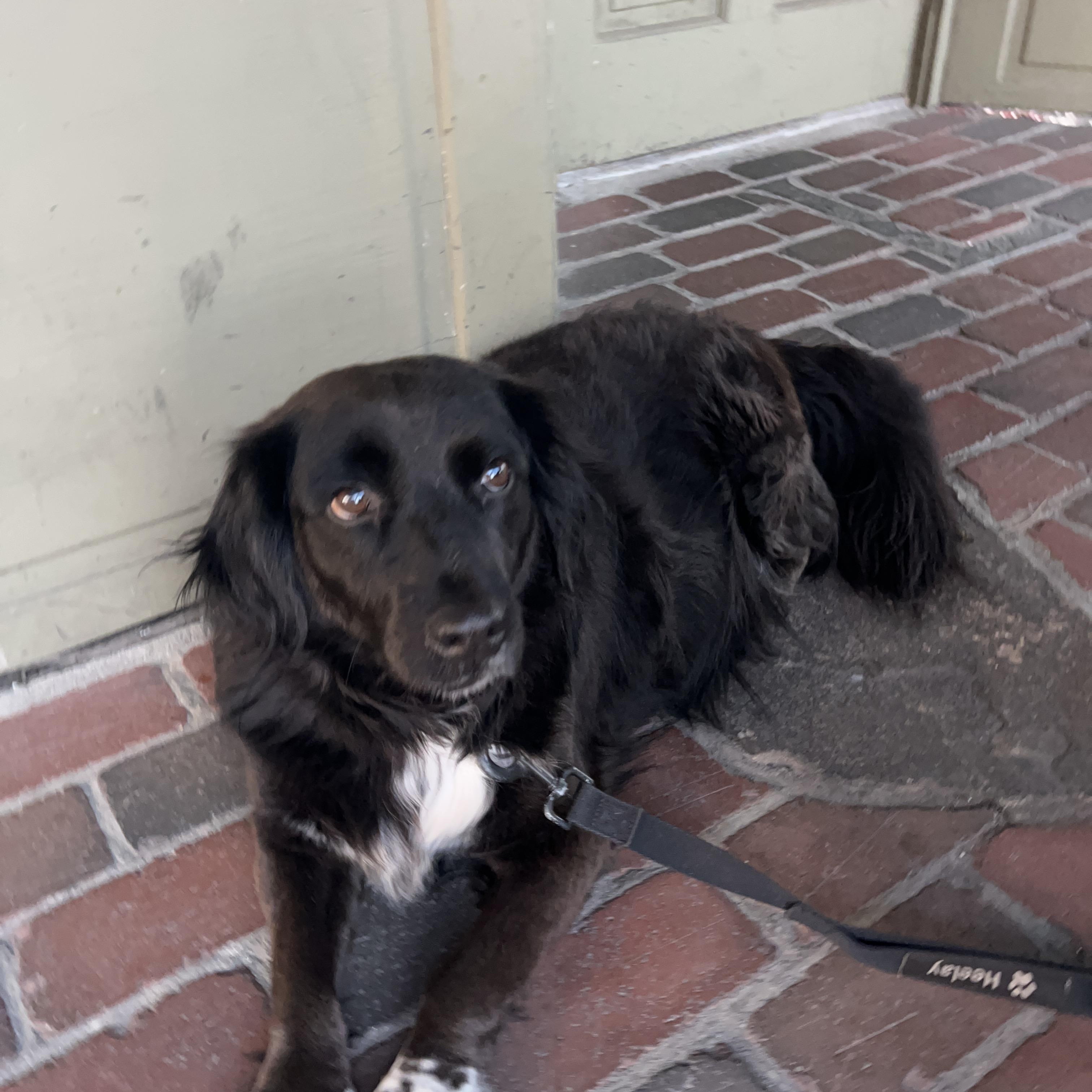 Berta, adopted, Senior Female Spaniel.