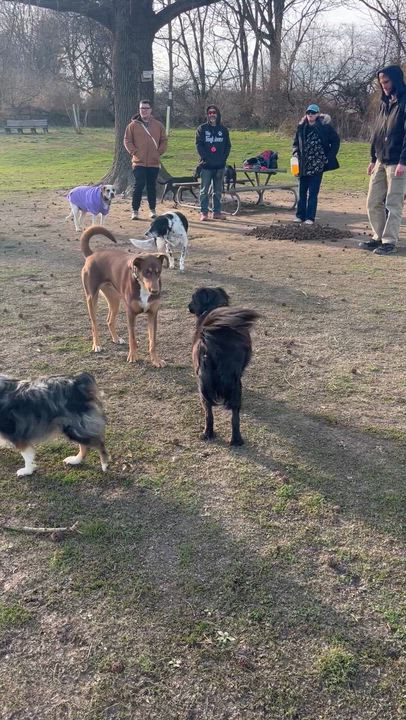 Enlarge Berta, an adopted mixed breed in Atglen, PA video 5/5