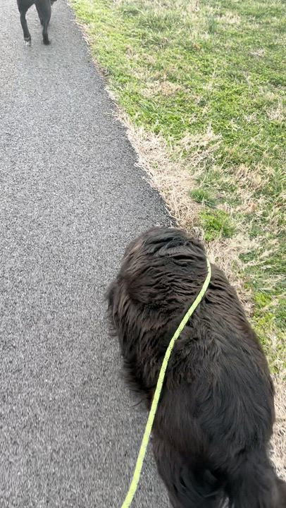 Enlarge Berta, an adopted mixed breed in Atglen, PA video 4/5