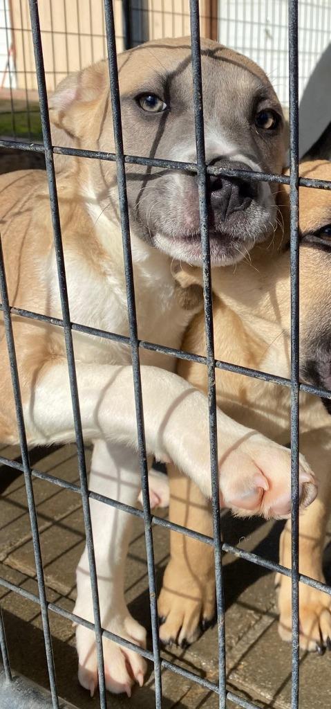 Enlarge Pawsy, a Adoptable mixed breed in Lemoore, CA image 1/5