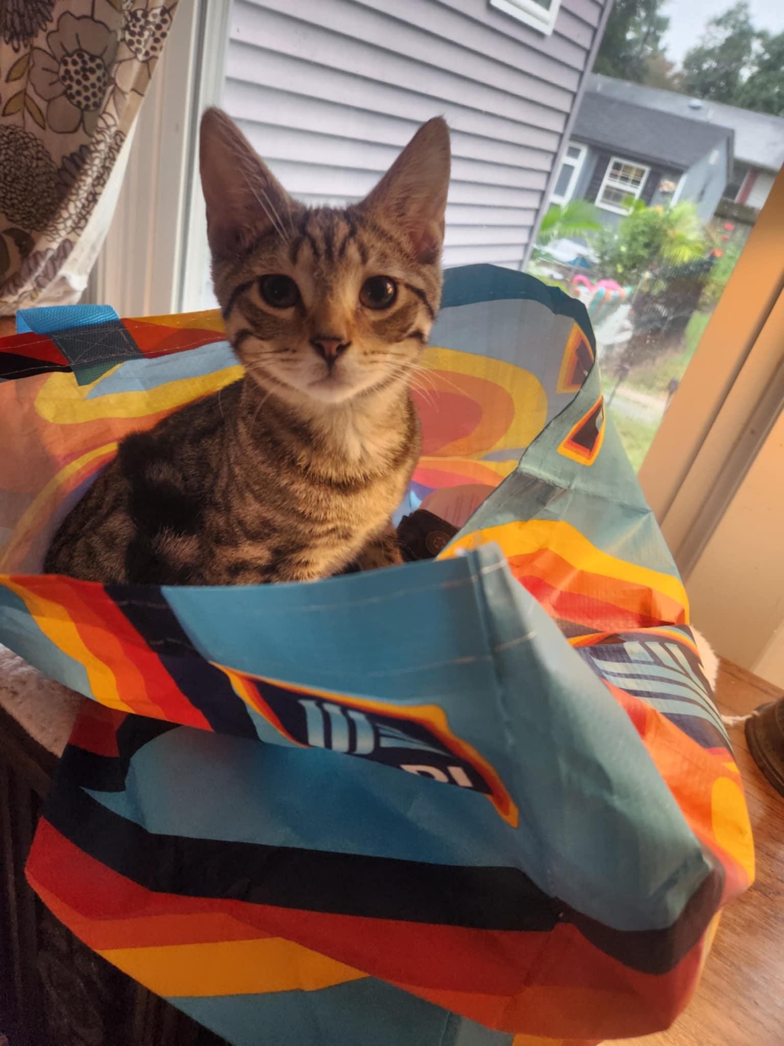 Enlarge Nash, a Adoptable Tabby in Seaford, DE image 1/3