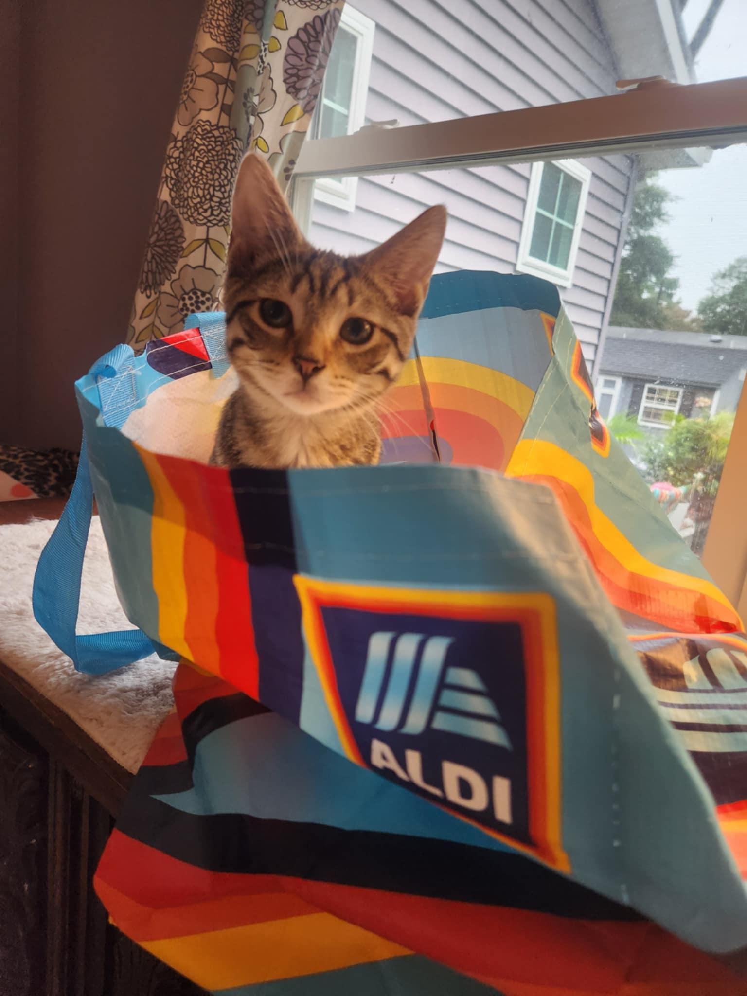 Enlarge Nash, a Adoptable Tabby in Seaford, DE image 3/3