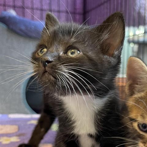 Priscilla, Adopted, Adult Female Domestic Short Hair.