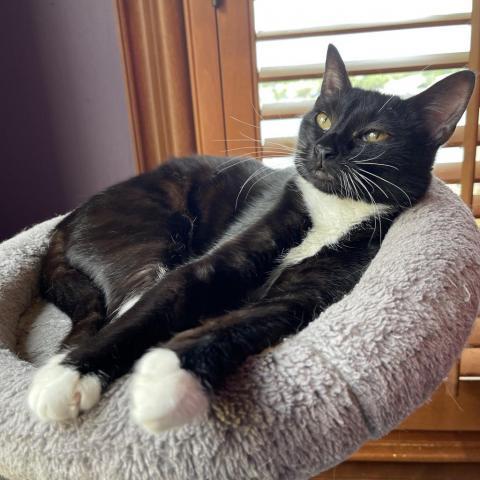 Priscilla, a Adopted Domestic Short Hair in Davie, FL image 2/6