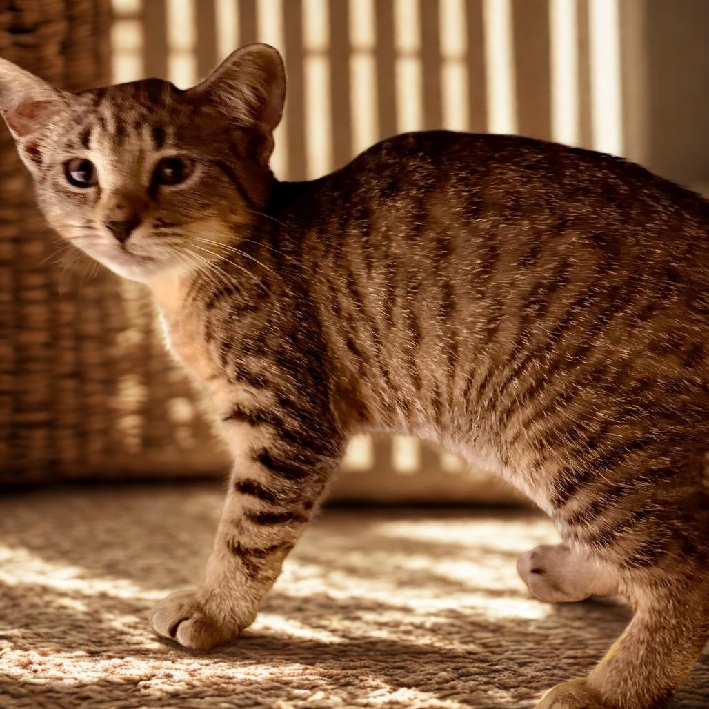 Watermelon, Adoptable, Kitten Female Domestic Short Hair.
